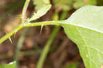 Horse nettle